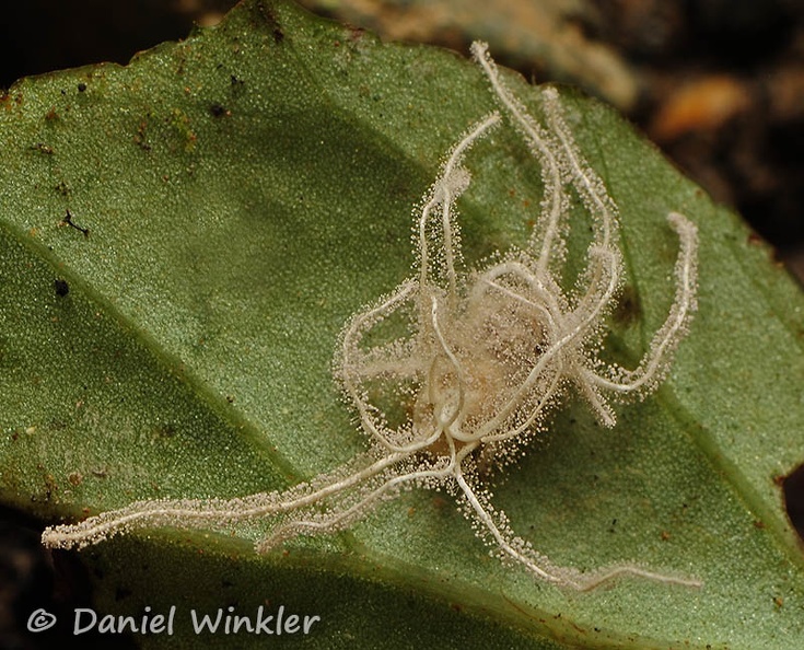 Gibellula leaf Coroico DW Ms.jpg