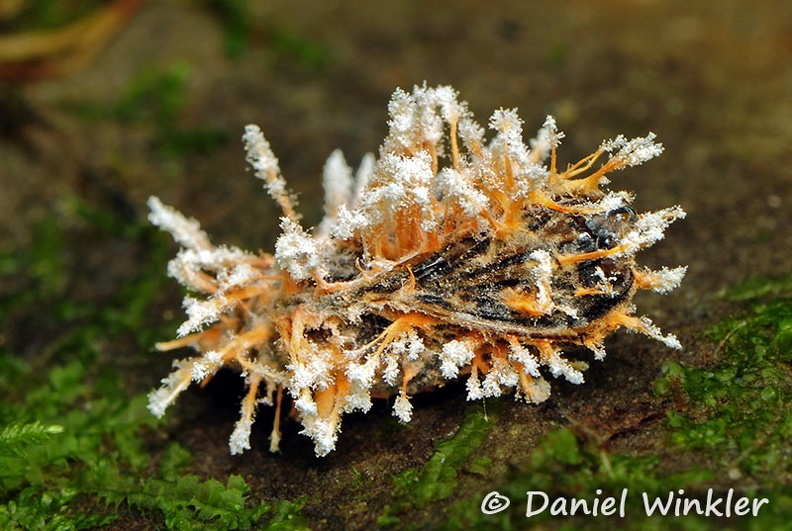 Isaria amoenerosea group Coroico DW Ms.jpg