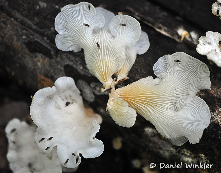 Lentinus copulatus Q MJL 2015 DW MS.jpg