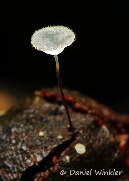 Marasmius af meridionalis DW Ms.jpg