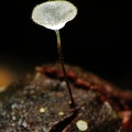 Marasmius af meridionalis DW Ms