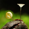 Marasmius af meridionalis on seed DW Ms