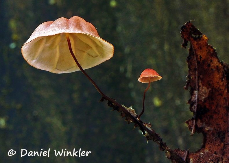 Marasmius pinkish black stem DW Ms.jpg