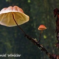 Marasmius pinkish black stem DW Ms
