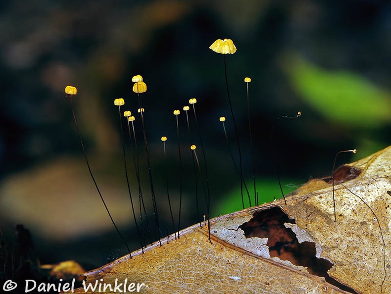 Marasmius leaf black stemmed tiny Chalalan 2015 DW Ms.jpg