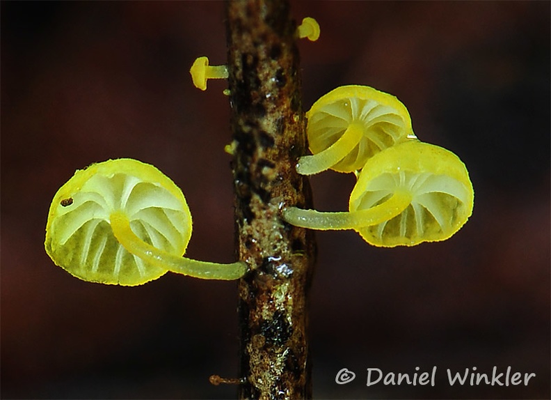 Marasmius yellow white gills tiny on wood DW Ms.jpg