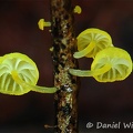 Marasmius yellow white gills tiny on wood DW Ms