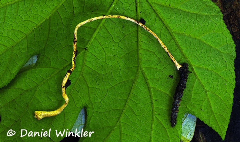 Metacordyceps larvae old Coroico DW Ms.jpg