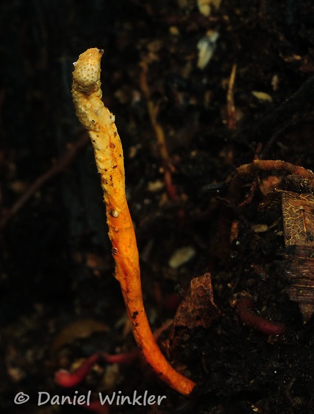 Metacordyceps martialis Wichi Chalalan DW Ms.jpg