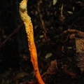 Metacordyceps martialis Wichi Chalalan DW Ms