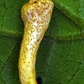 Metacordyceps larvae stroma Coroico CCr DW Ms.jpg