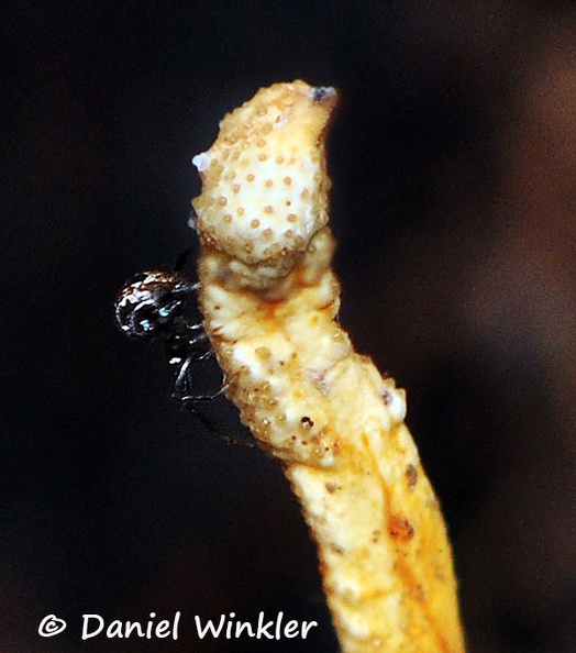 Metacordyceps martialis Wichi Spider DW Ms.jpg