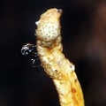 Metacordyceps martialis Wichi Spider DW Ms