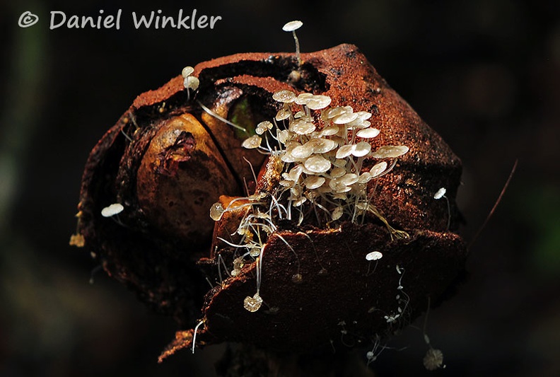 Mycena Q glass stems fruit Chalalan 2015 DW Ms.jpg