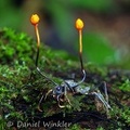 Ophiocordyceps australis 2 Stromata MJL 2015 DW S
