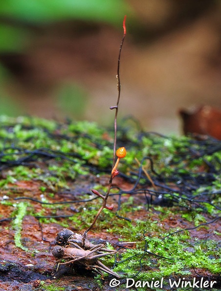 Ophiocordyceps australis MJL 2015 DW Ms.jpg