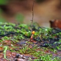 Ophiocordyceps australis MJL 2015 DW Ms