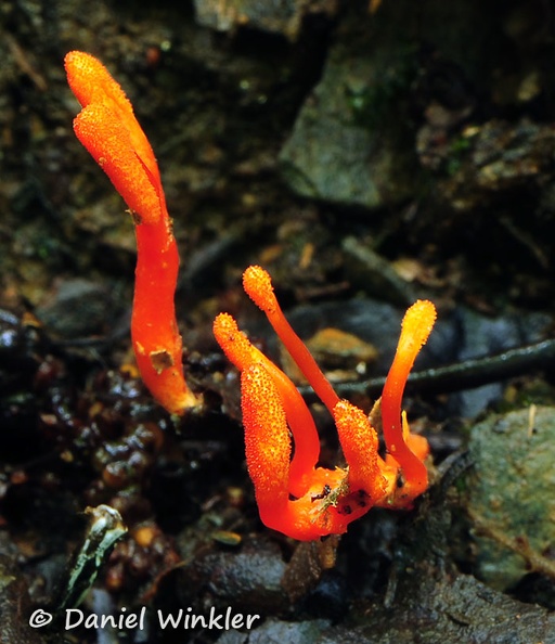 Ophiocordyceps caloceroides gr Coroico DW Ms.jpg