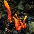 Ophiocordyceps caloceroides gr Coroico DW Ms