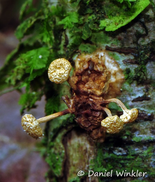 Ophiocordyceps dipterigena mature MJL Dw Ms.jpg