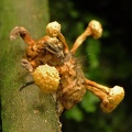 Ophiocordyceps dipterigena dry Coroico DW Ms