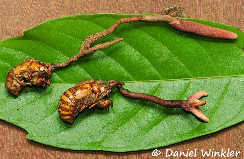 Ophiocordyceps sobolifera 2 leaf DW Ms.jpg