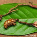 Ophiocordyceps sobolifera 2 leaf DW Ms.jpg