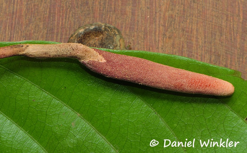 Ophiocordyceps sobolifera stroma leaf DW Ms.jpg