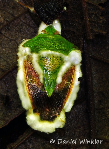 Paecilomyces on Shieldbug Coroico DW Ms.jpg
