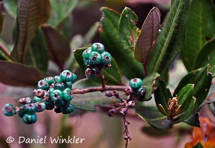 Green berry of Miconia sp. (Melastomataceae) 