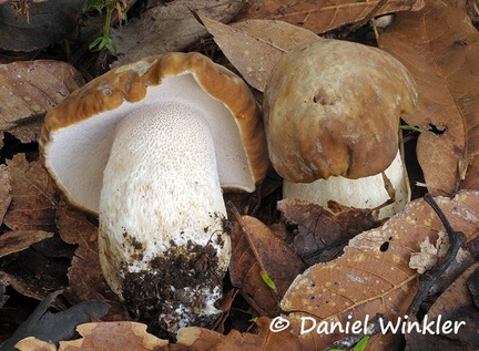 Boletus edulis group Colombia 