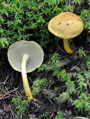 Boletellus with yellow pores 