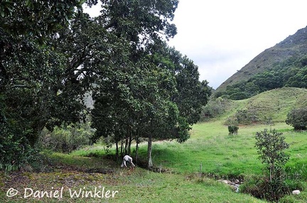 Boletus site with Kent