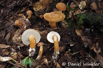 Boletus white pores suede cap 