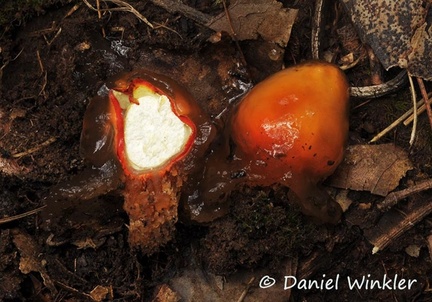 Calostoma cinnabarina sliced 