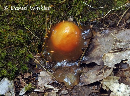 Calostoma cinnabarina