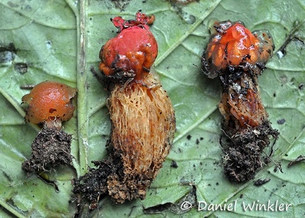 Calostroma cinnabarina 