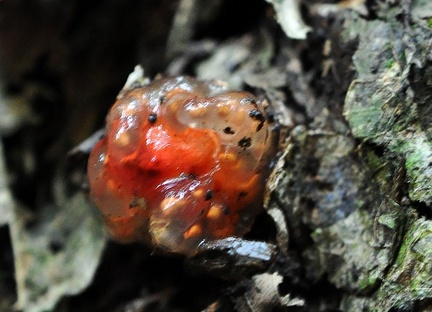 Calostroma cinnabarina 