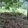 Cantharellus patch under tree Cr Ms.jpg