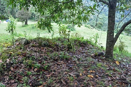 Cantharellus patch under tree 