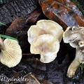 Cantharellus sp pale 