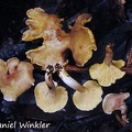 Cantharellus sp pale group Chicaque