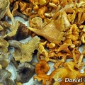 Cantharellus tray Chicaque 2 Species 