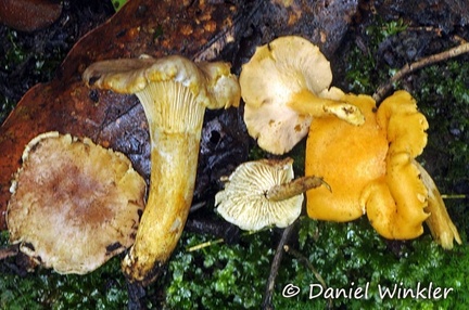 Cantharellus 2 different species seen in Chicaque 