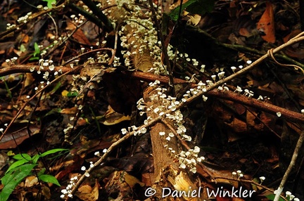 Caripia montagnei field 
