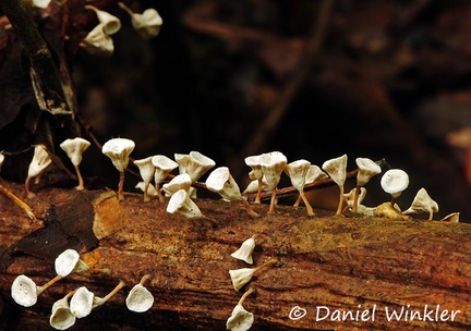 Caripia montagnei RioClaro 