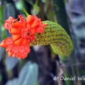 Carludovica palmata Panama Hat Toquilla palm 