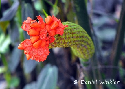Carludovica palmata Panama Hat Toquilla palm 