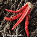 Clathrus archeri Iguaque hanging 