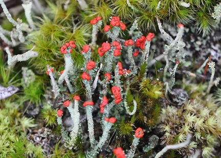 Cladonia cristatella British soldier lichen 